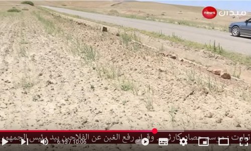 Parcelle de blé - sud algérien - mai 2025