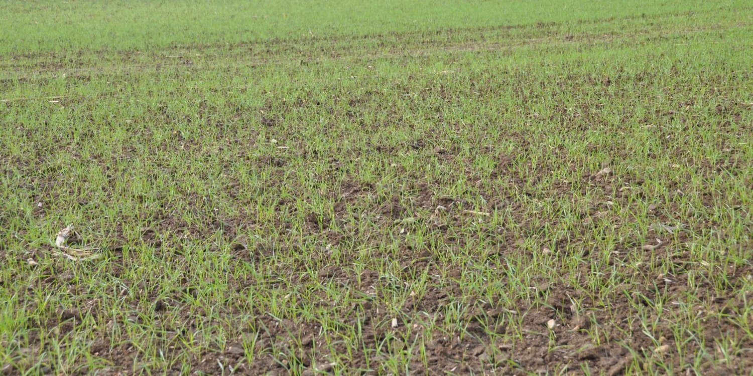 Levée du blé après le Compil