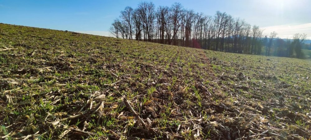 Levée d'un triticale sur résidus de maïs
