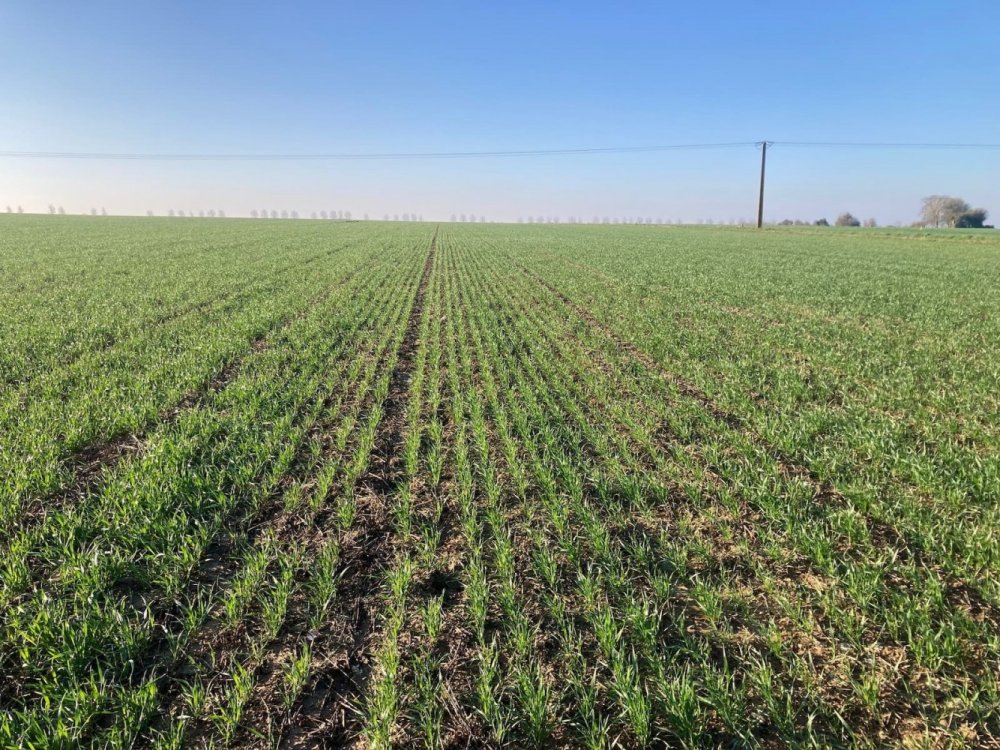 Parcelle de blé semée avec le semoir Gigante Pressure en version 4 mètres