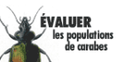 Evaluer ses populations de carabes