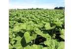 Tournesol