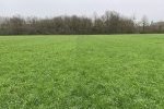 Effet bande parcelle semée Moutarde, Triticale 80kg, (…)