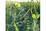 Couvert semé à 100% de légumineuses – le raygrass était (…)