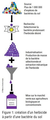 Création d'un herbicide à partir d'une bactérie