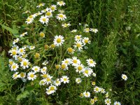 matricaire_camomille_ecodyn