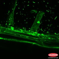 Bactérie rhizosphérique (Bacillus IT 45) autour d'une racine