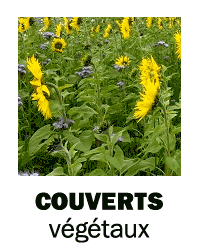 Couverts végétaux