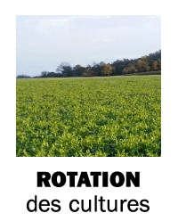 Rotation des cultures