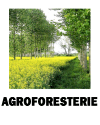 Agroforesterie