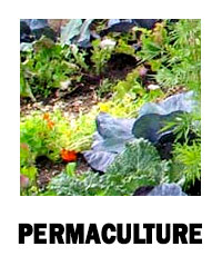 Permaculture