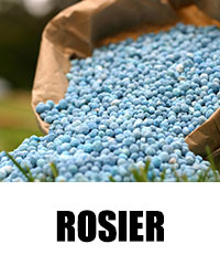 Rosier