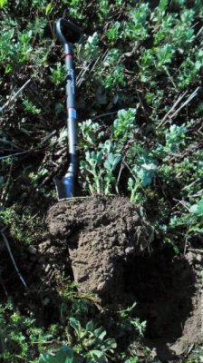 Profil de sol avec présence tardive d'un couvert