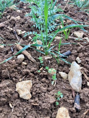 Association pois chiche, triticale, trèfle et lotier
