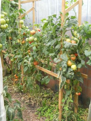 Tomates sous serre de M. Lambotte