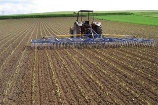 Herse étrille Treffler au travail