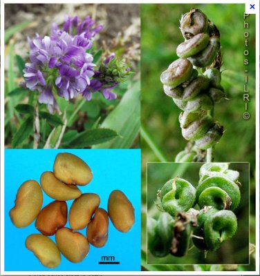 Plant de Medicago