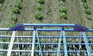 Désherbage mécanique d'une culture