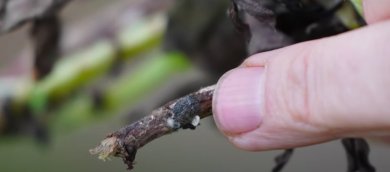 Sclérotinia sur féverole