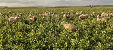 Pâturage ovin d'un couvert végétal en Ile-de-France