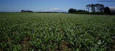 Semis de maïs au semoir à blé