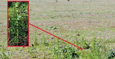 Chardon s'installant dans une prairie surpâturée