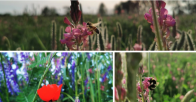 Pollinisation