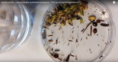 Extrait vidéo communautés d'insectes en grandes cultures