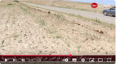 Parcelle de blé - sud algérien - mai 2025