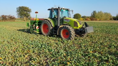 Semis de blé dans des repousses de colza
