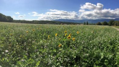 Couvert Biomax octobre 2017 AgriGenève