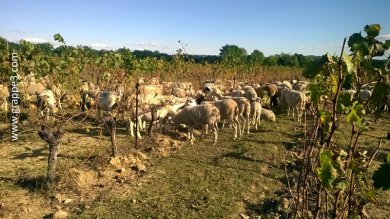 Pâturage de mouton chez Christian Vigne dans l'Hérault