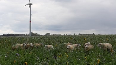 Des moutons dans les champs