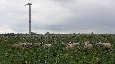 Des moutons dans les champs