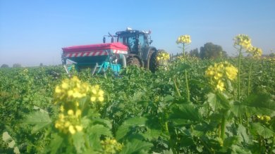 Semis de blé à la volée dans un couvert Biomax avec un compil