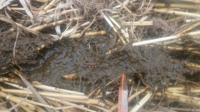 Vesce, trêfle, avoine et sorgho sont mélangé au lisier de Vache Laitière