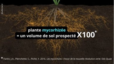 Plante mycorhizée = volume de sol prospecté x100
