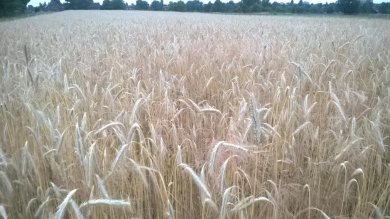 Moisson 2015