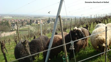 Moutons pâturant l'enherbement des vignes