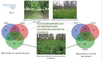 Un des résultats de l'expérimentation Mycoagra