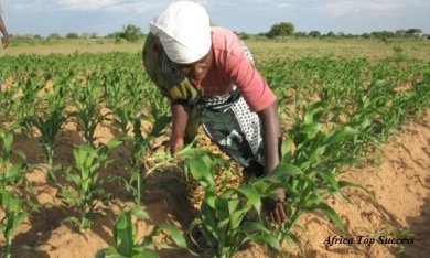 Agriculture en Afrique