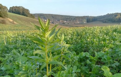 Agriculture régénérative : une étude bouscule les idées reçues
