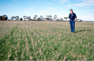 une parcelle en Australie avec régénération du medicago entre les chaumes de blé
