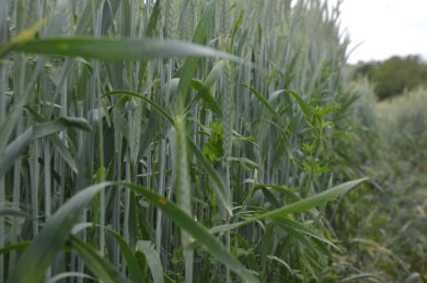 Des plantes saines créent des sols sains ; ici une association triticale-luzerne