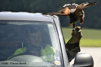 Lutte contre les corvidés