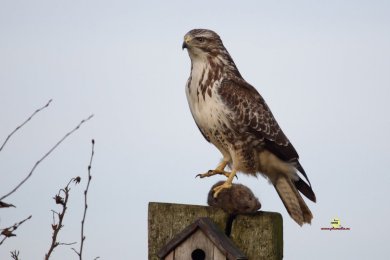 Buse variable (© Bruno Marchal)