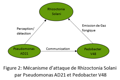 Attaque de R. solani par 2 bactéries