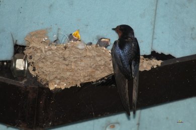 Hirondelle rustique (© Bruno Marchal)