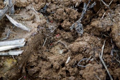 Semoir semid direct Maschio Gaspardo