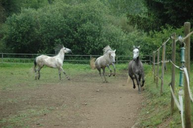 Dégradation des sols par les chevaux